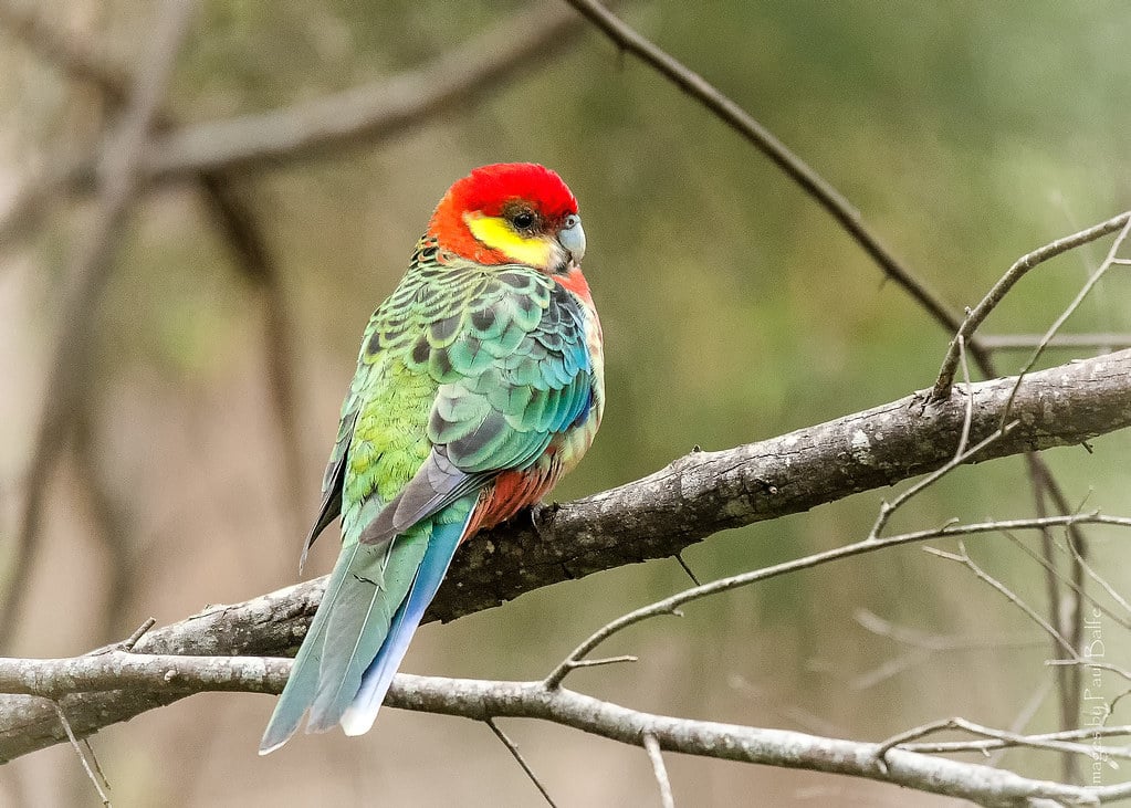 Western Rosella