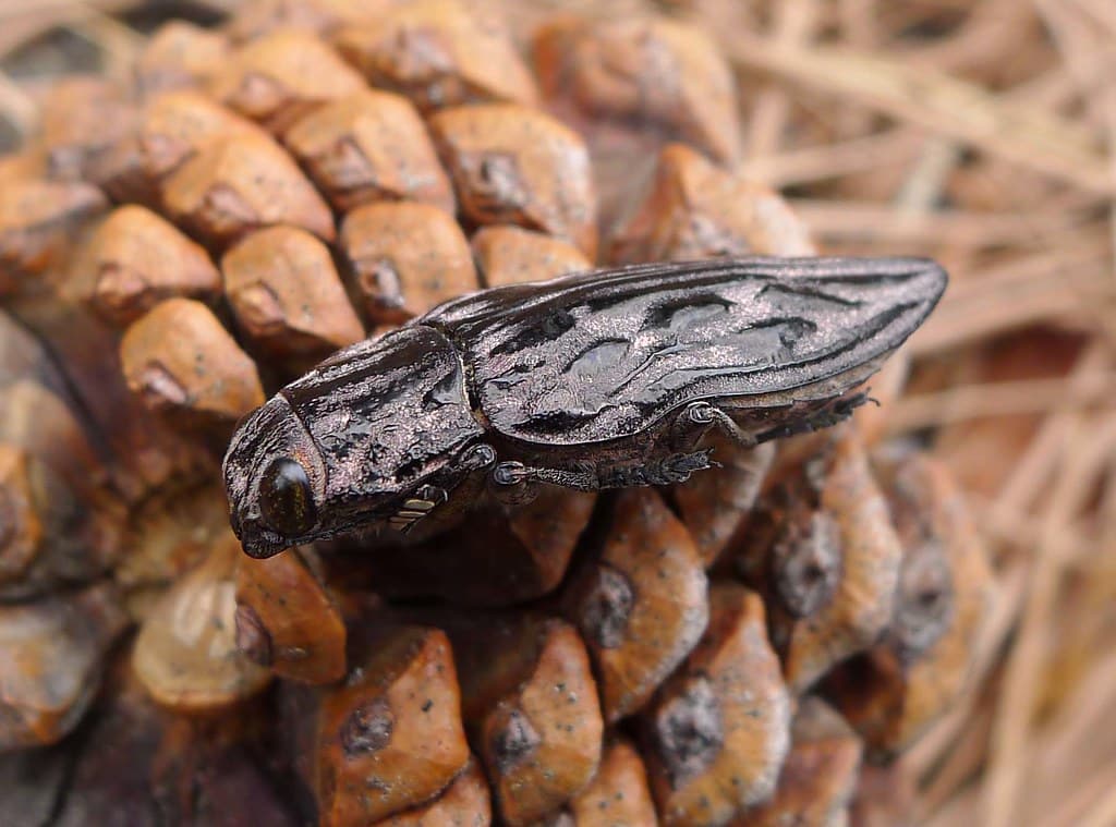 Western Sculptured Pine Borer