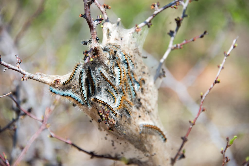 Western Tent Moth Caterpillar