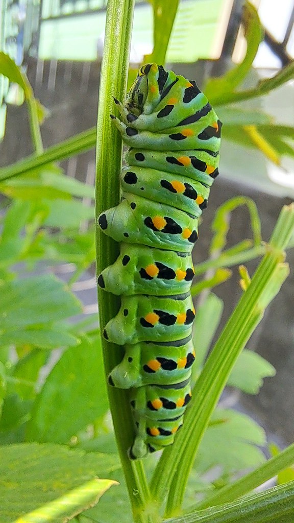 Western Tiger Swallowtail Caterpillar