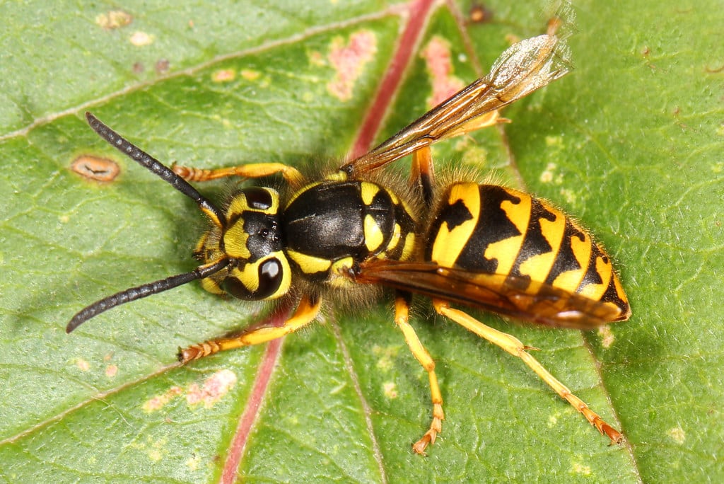 Western Yellowjackets