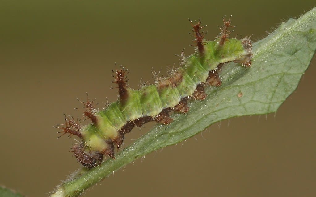 White Admiral Caterpillar