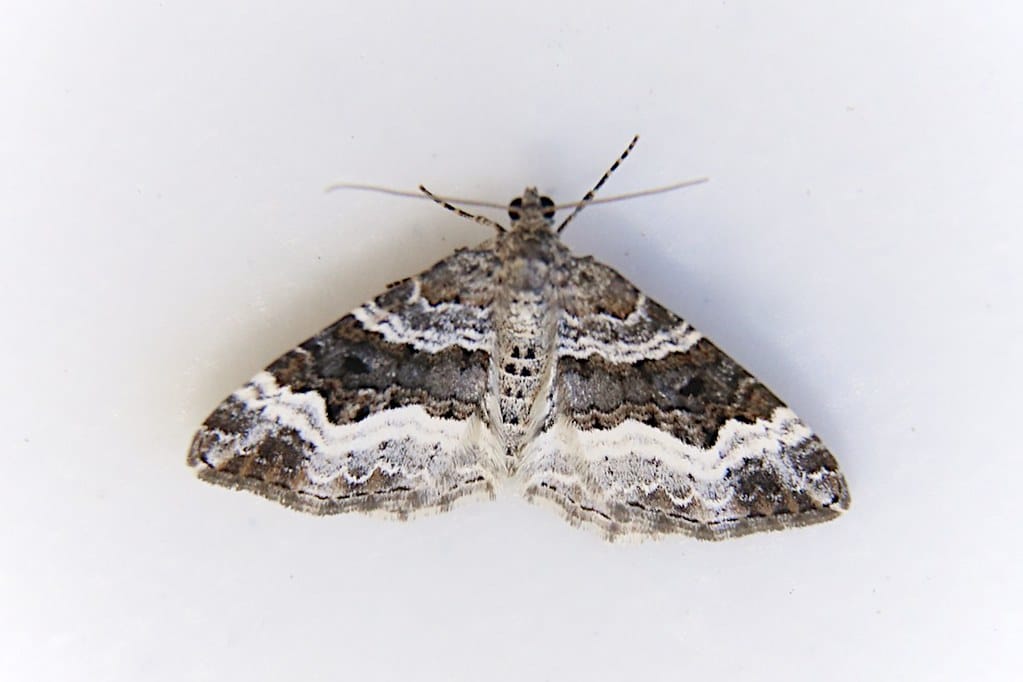 White-Banded Toothed Carpet Moth