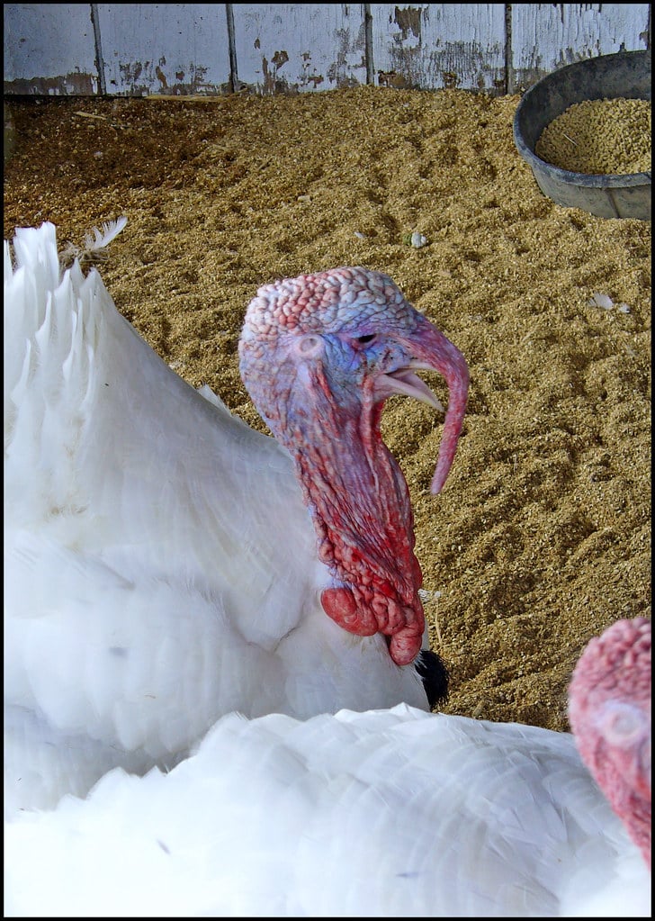 White Holland Turkey