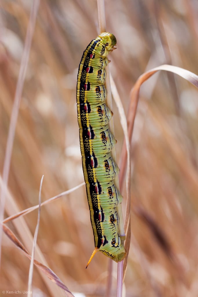 White-lined Sphinx Moth Caterpillar