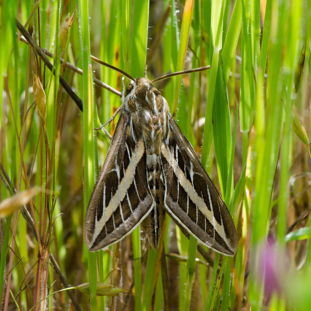 White-Lined Sphinx Moth