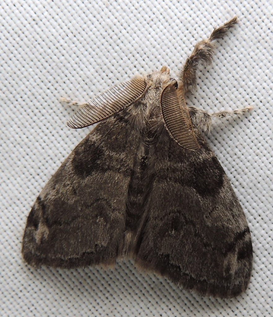 White-Marked Tussock Moth