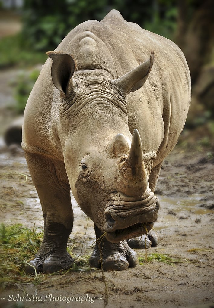 White Rhinoceros