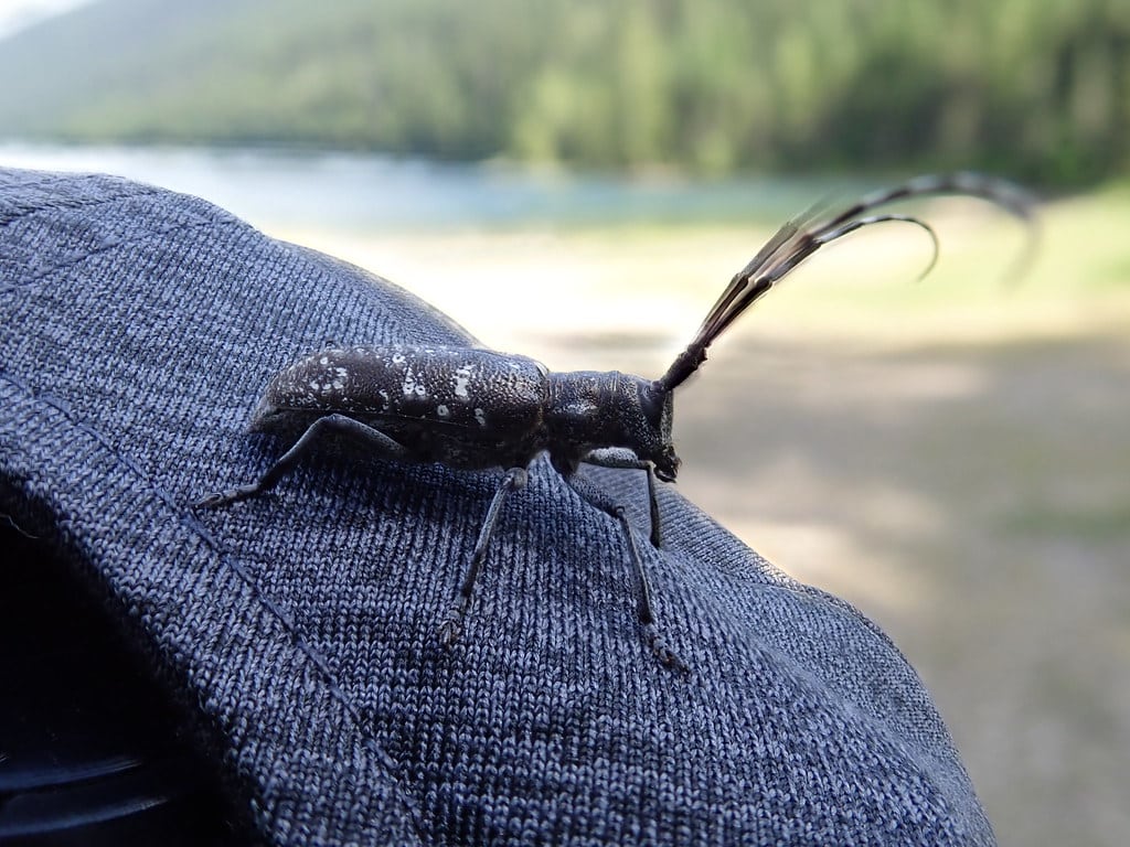 White-spotted Sawyer Beetle