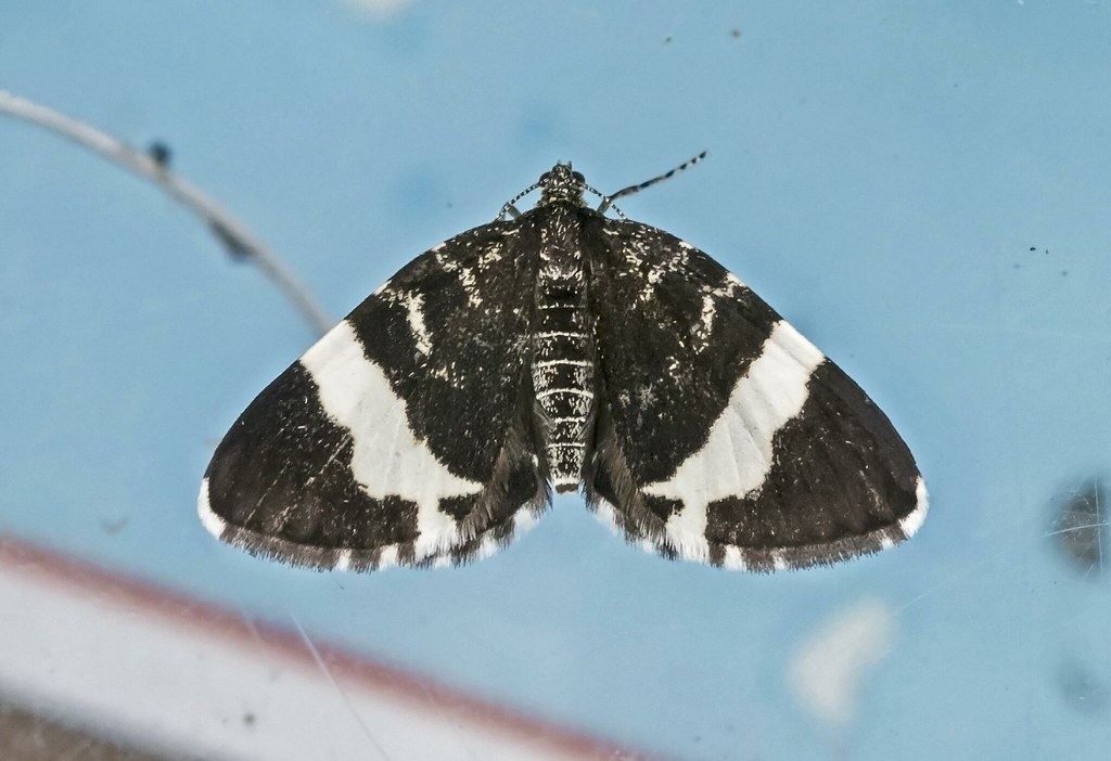 White-Striped Black Moth