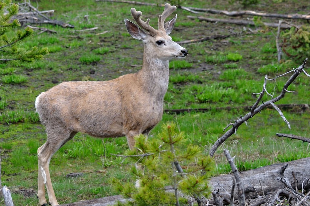 White-Tailed Deer