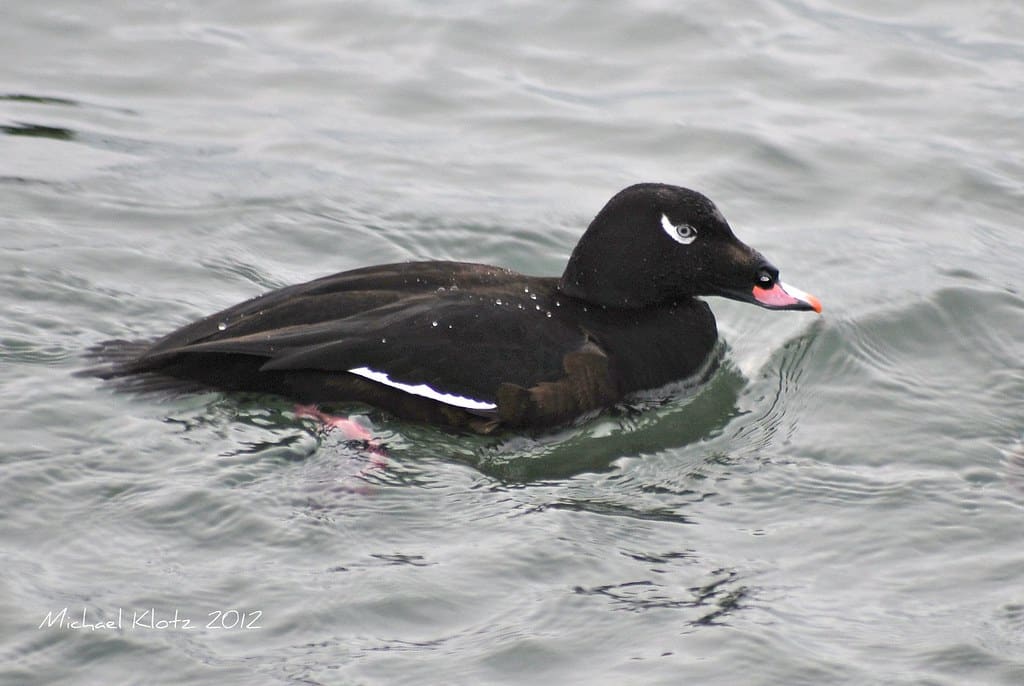 White Winged Scoter