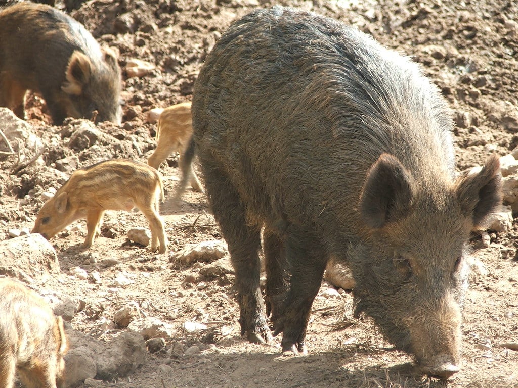 Wild Boars