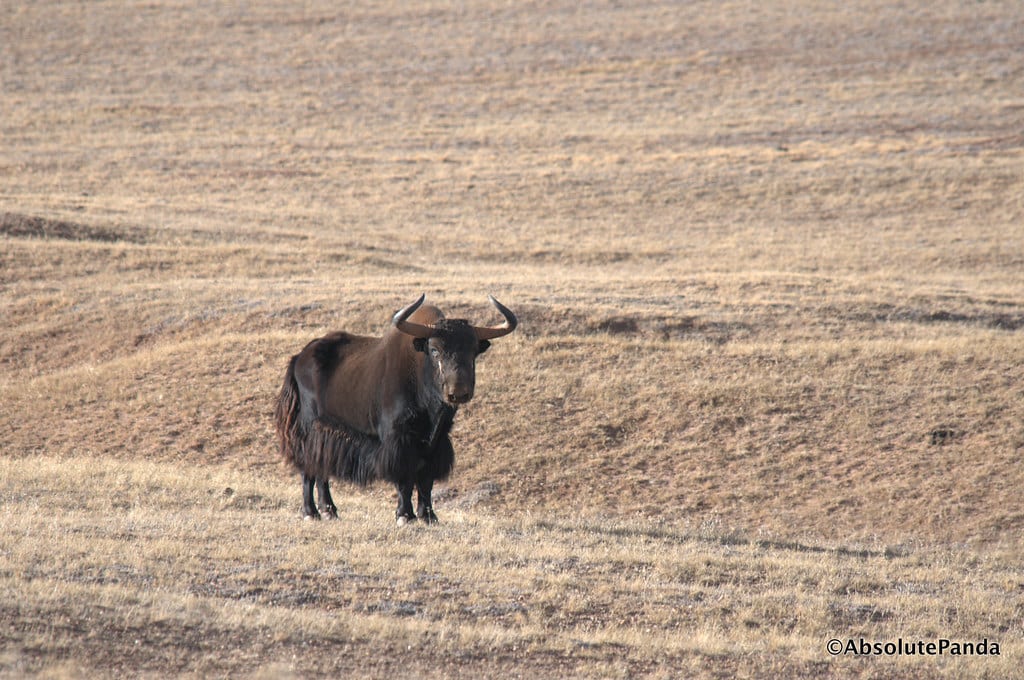 Wild Yak