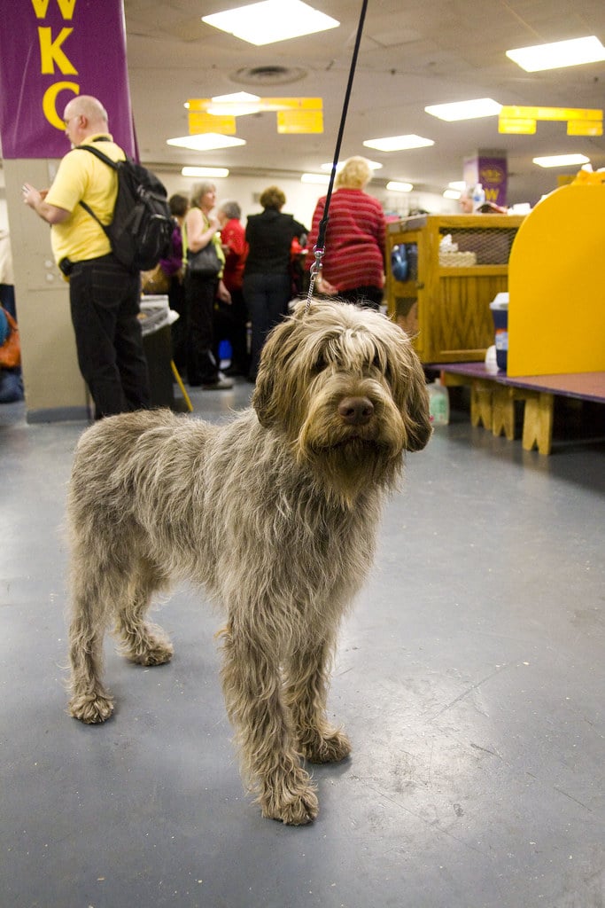 Wirehaired Pointing Griffon