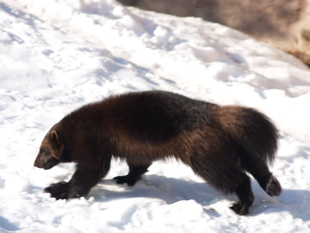 Wolverines