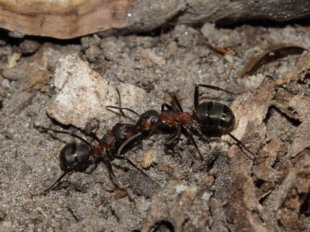 Wood Ant