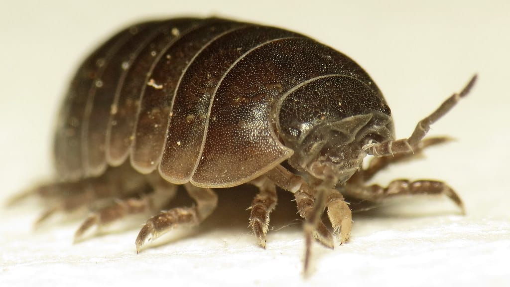 Woodlouse