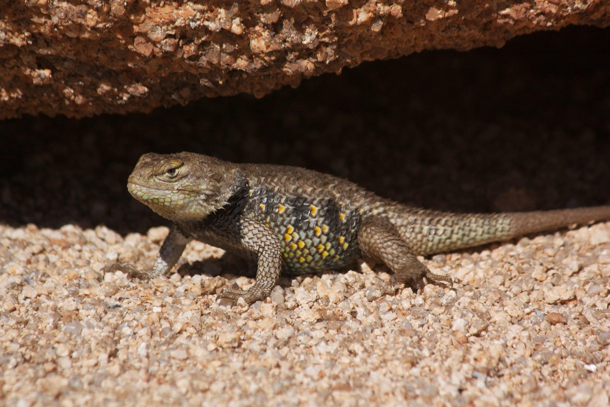 Yellow-Backed Spiny Lizard