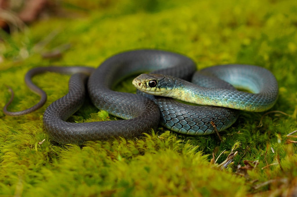 Yellow-Bellied Racer