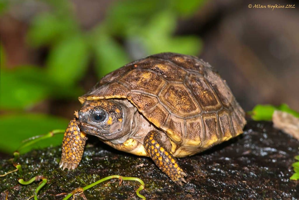 Yellow Foot Tortoise