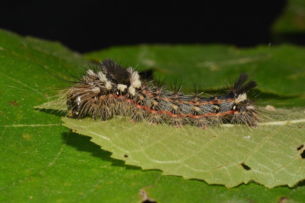 Yellow-haired Dagger Moth Caterpillar