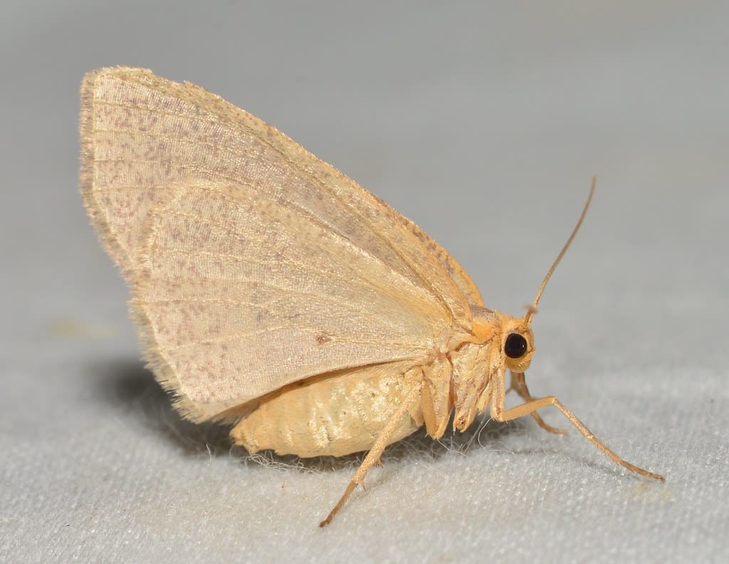 Yellow-Headed Looper Moth