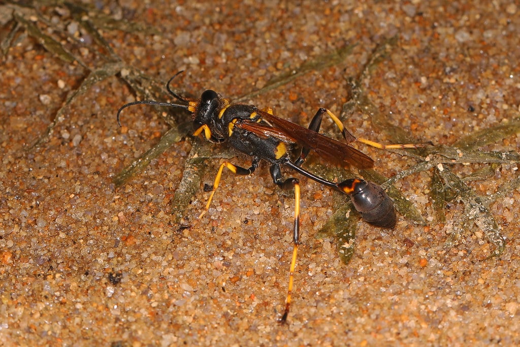 Yellow-Legged Mud-Dauber Wasp