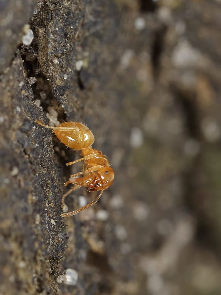 Yellow Meadows Ant