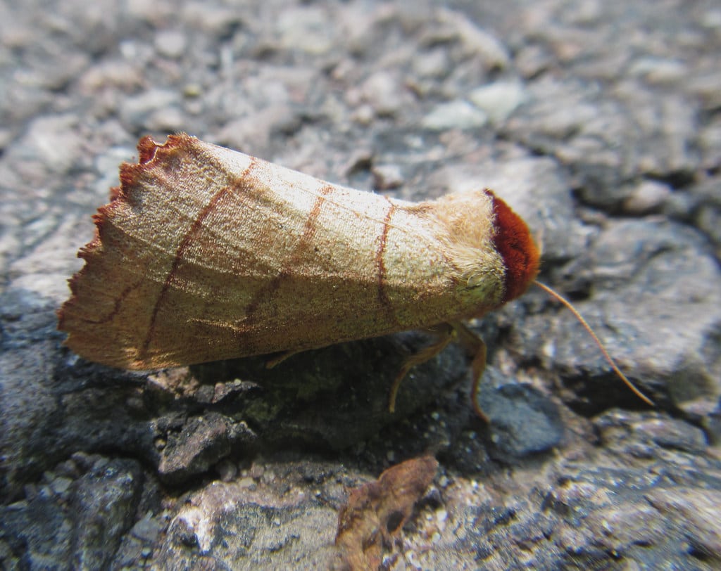 Yellow-Necked Caterpillar Moth