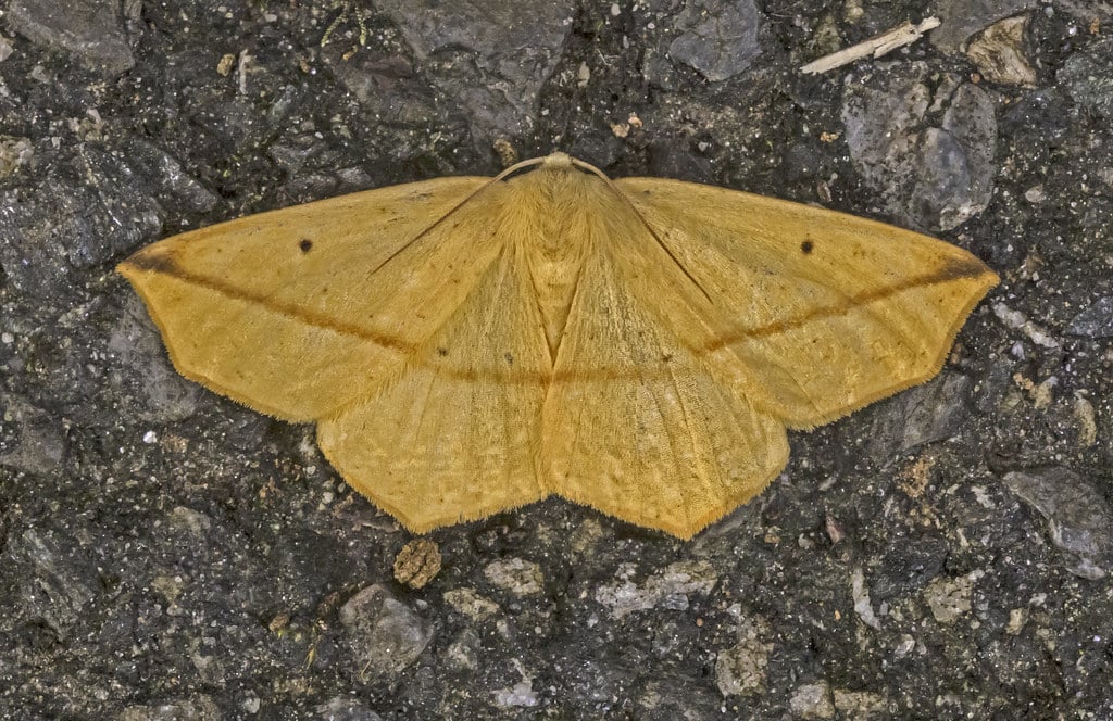 Yellow Slant-Line Moth