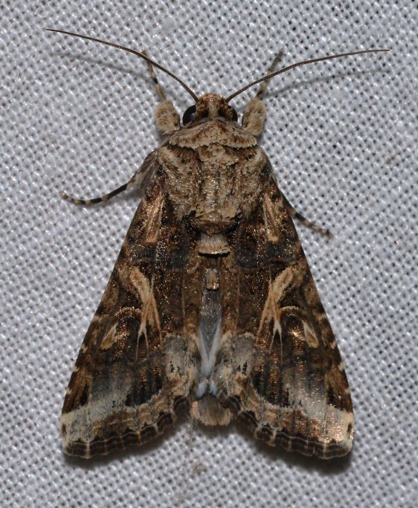 Yellow-Striped Armyworm Moth