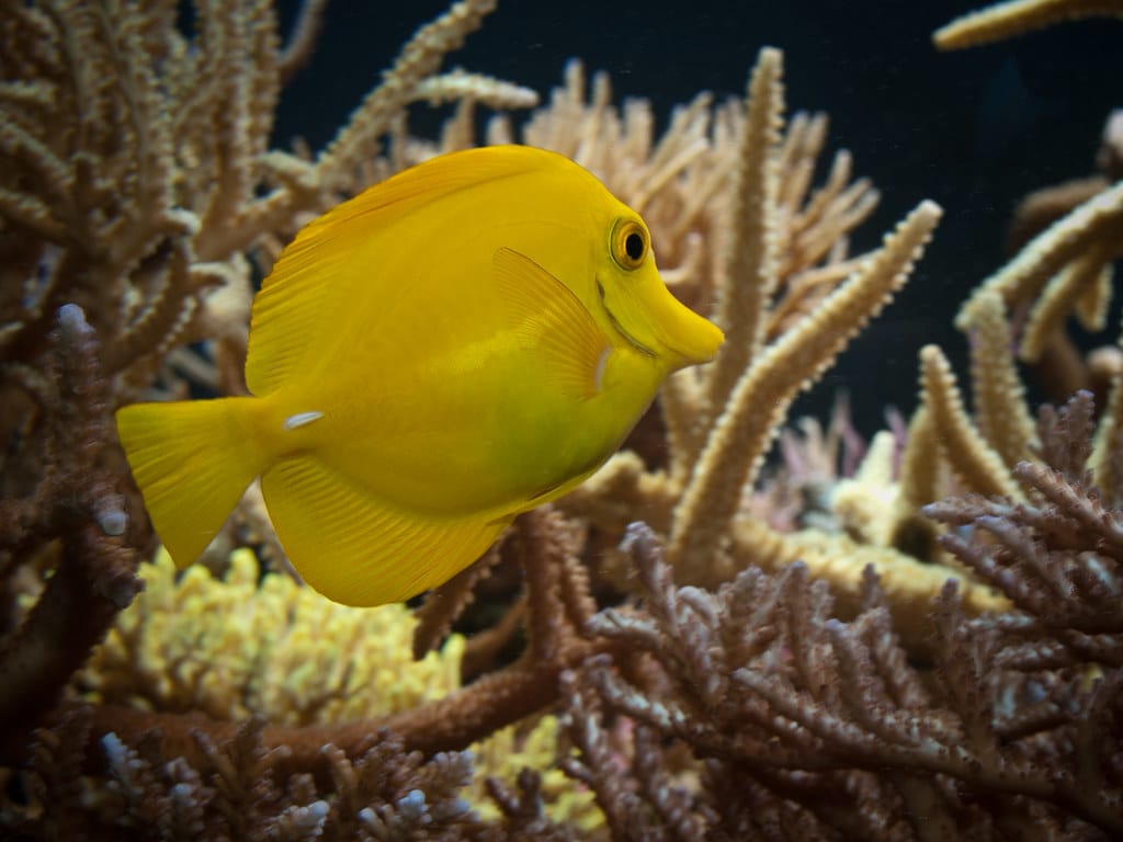 Yellow Tang