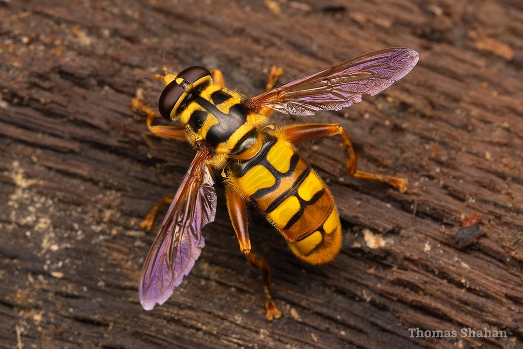 Yellowjacket Fly