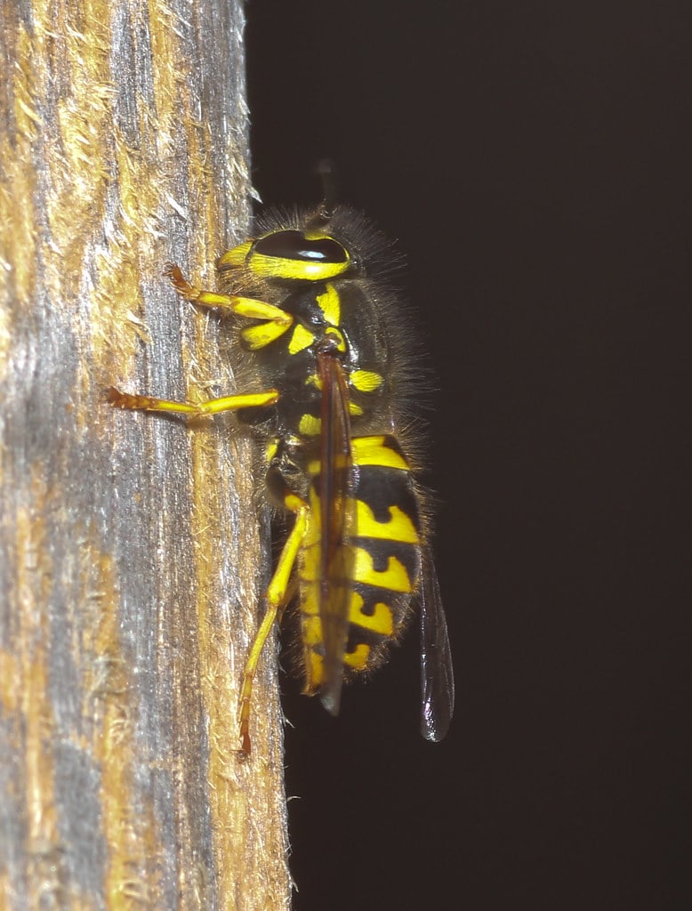 Yellowjacket Wasp