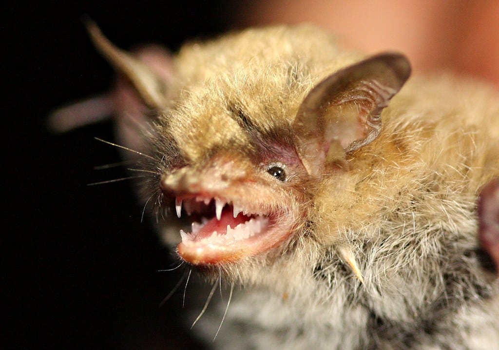 Yuma Myotis