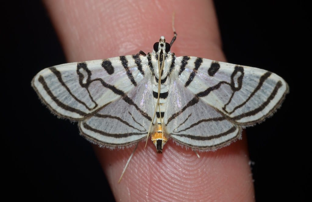Zebra Conchylodes Moth
