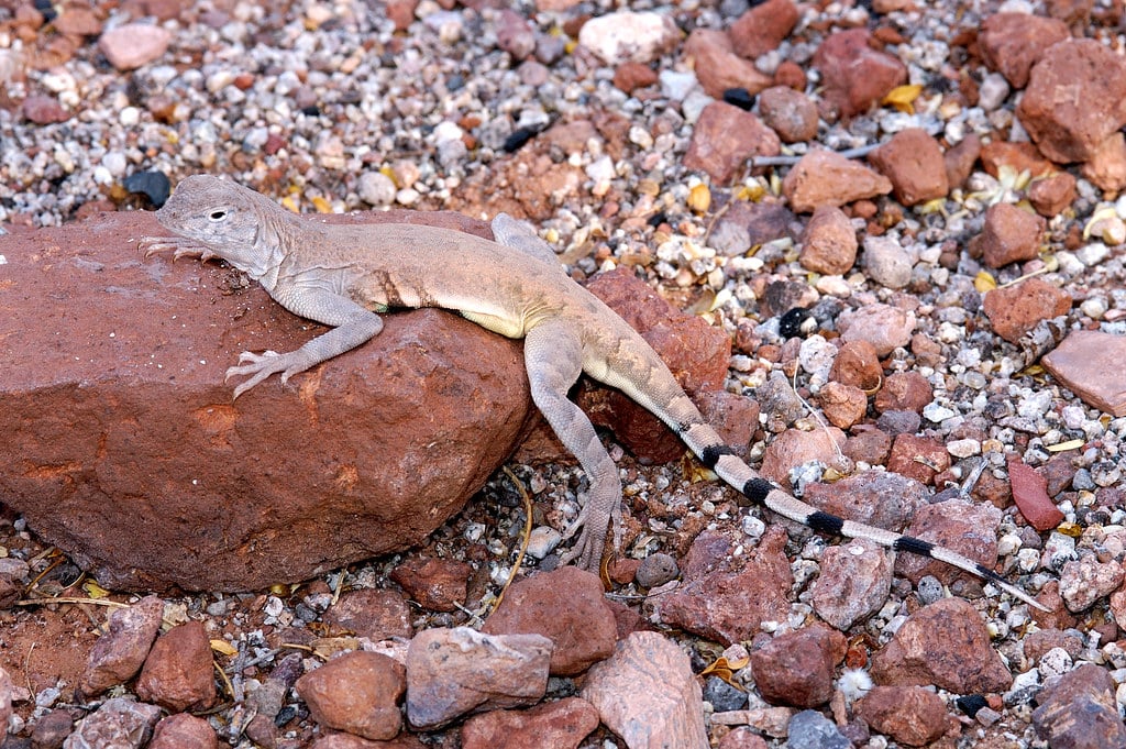 Zebra-Tailed Lizard - Types of Lizards in California