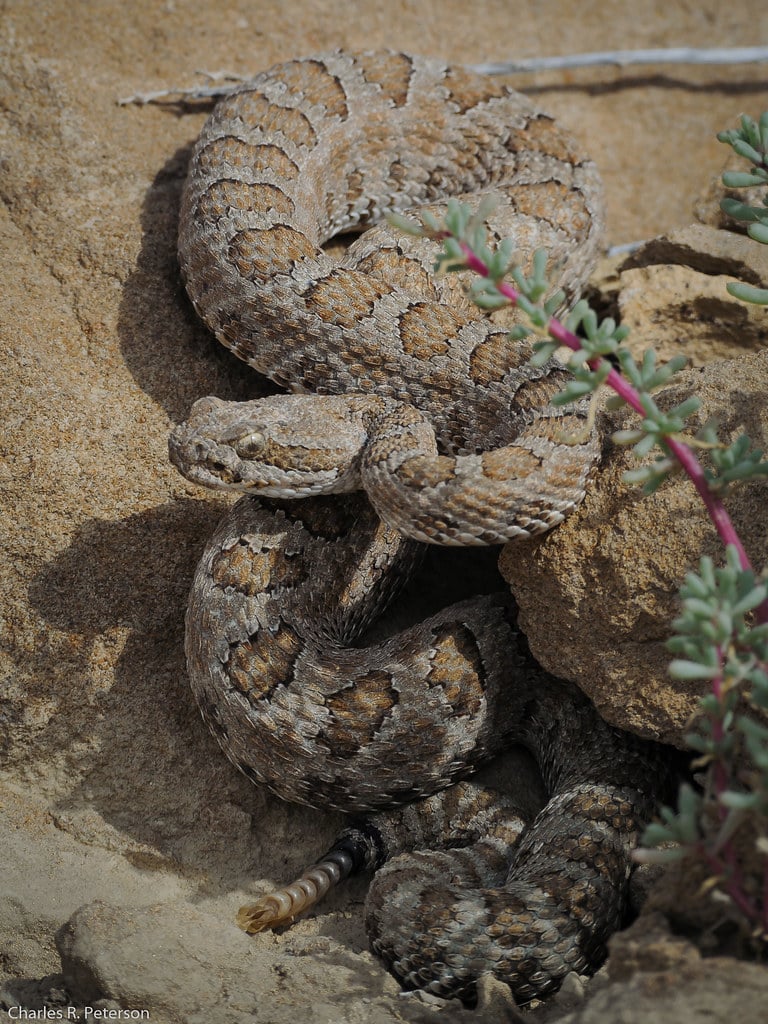 Crotalus concolor