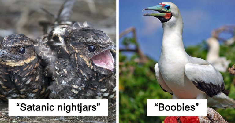 15 Birds With Weird Names and Their Pictures
