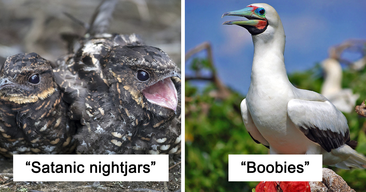 Birds With Weird Names