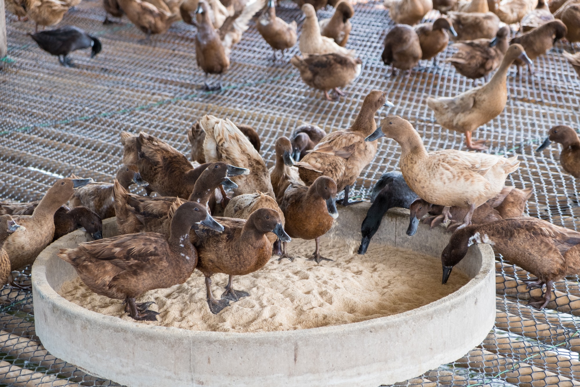 Can Chickens Eat Duck Food