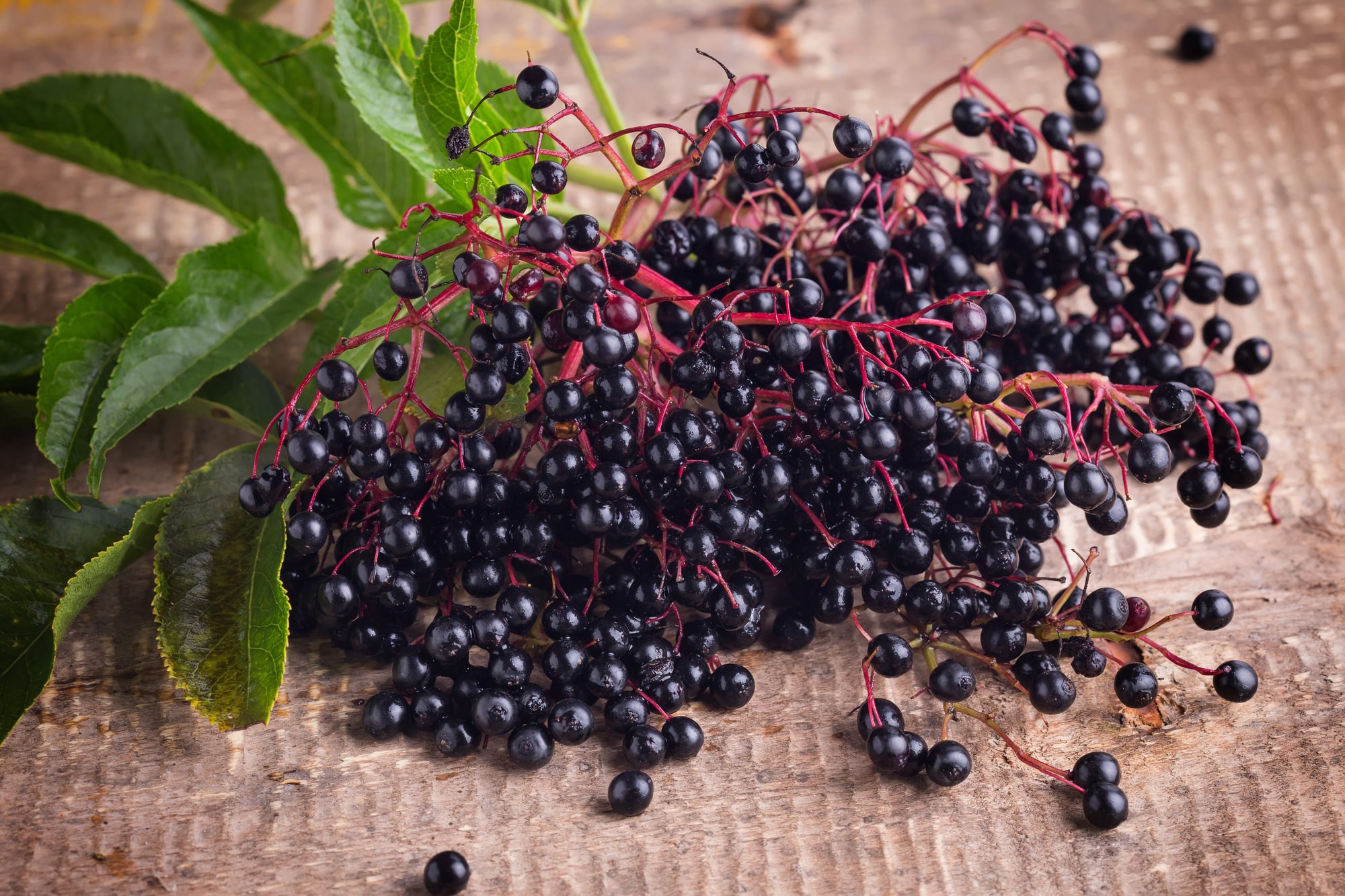 Can Chickens Eat Elderberries
