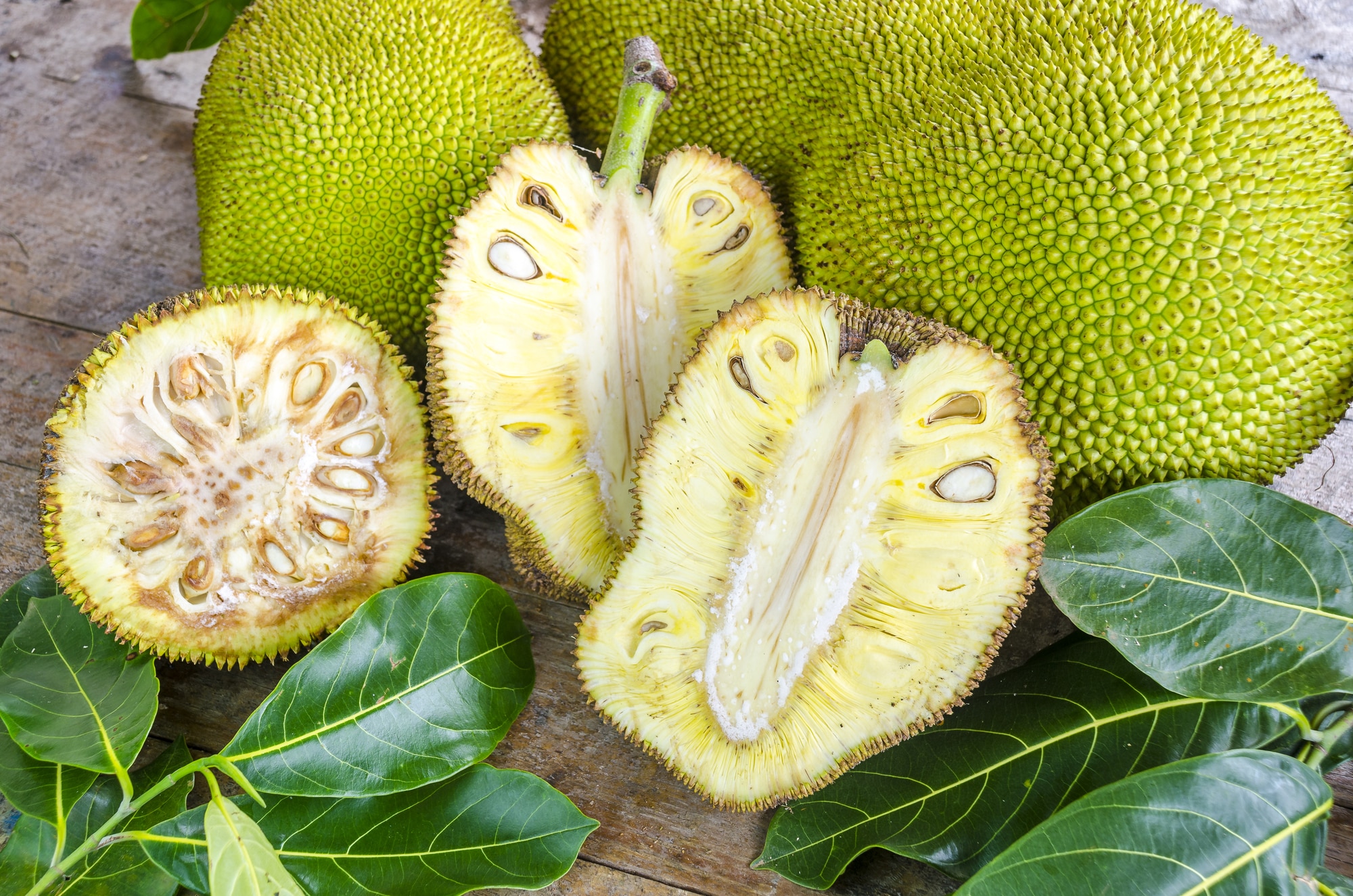 Can Chickens Eat Jackfruit