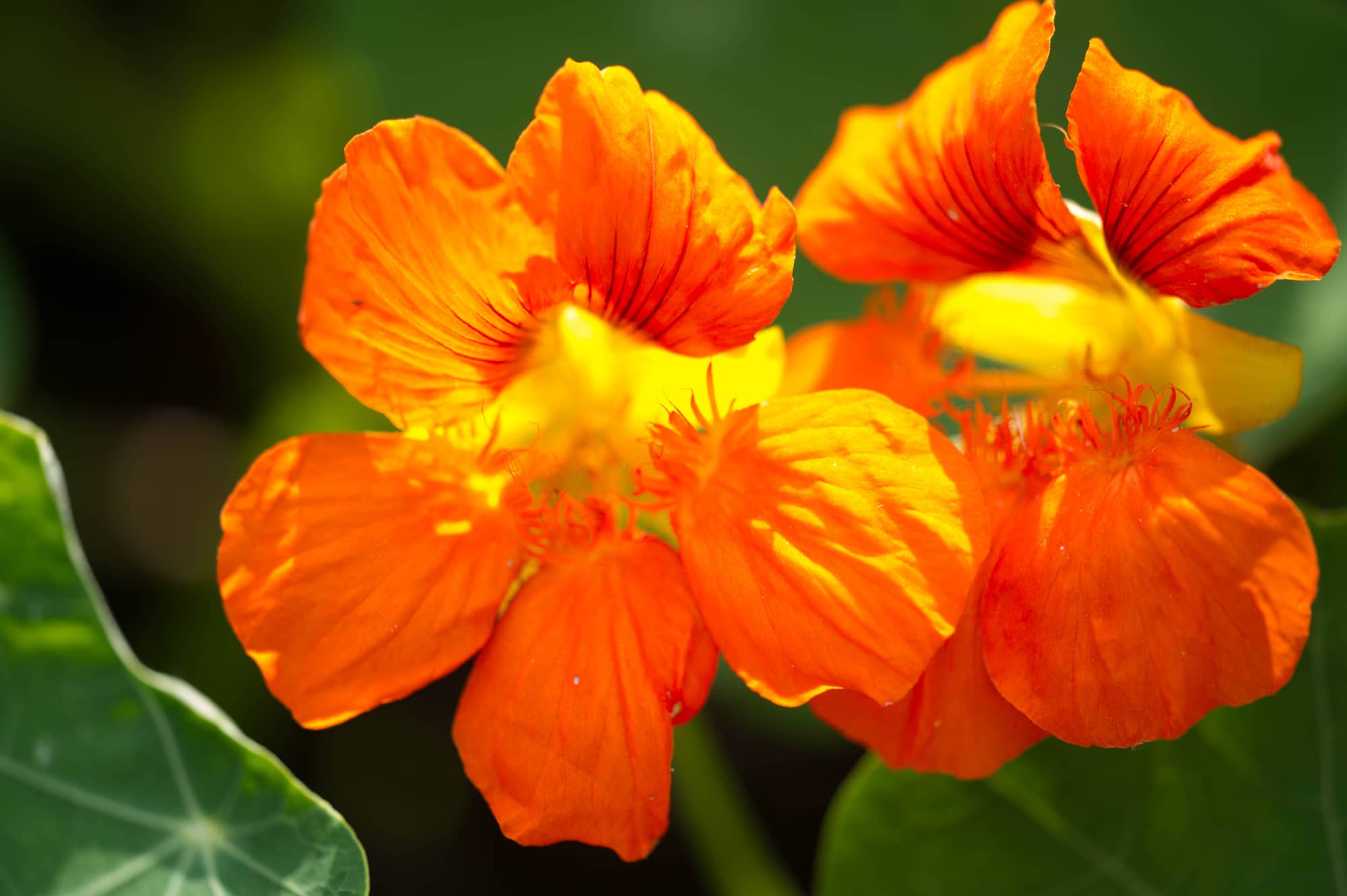 Can Chickens Eat Nasturtiums