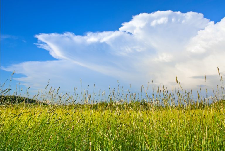 Can Chickens Eat Timothy Hay?