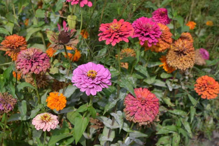 Can Chickens Eat Zinnias?