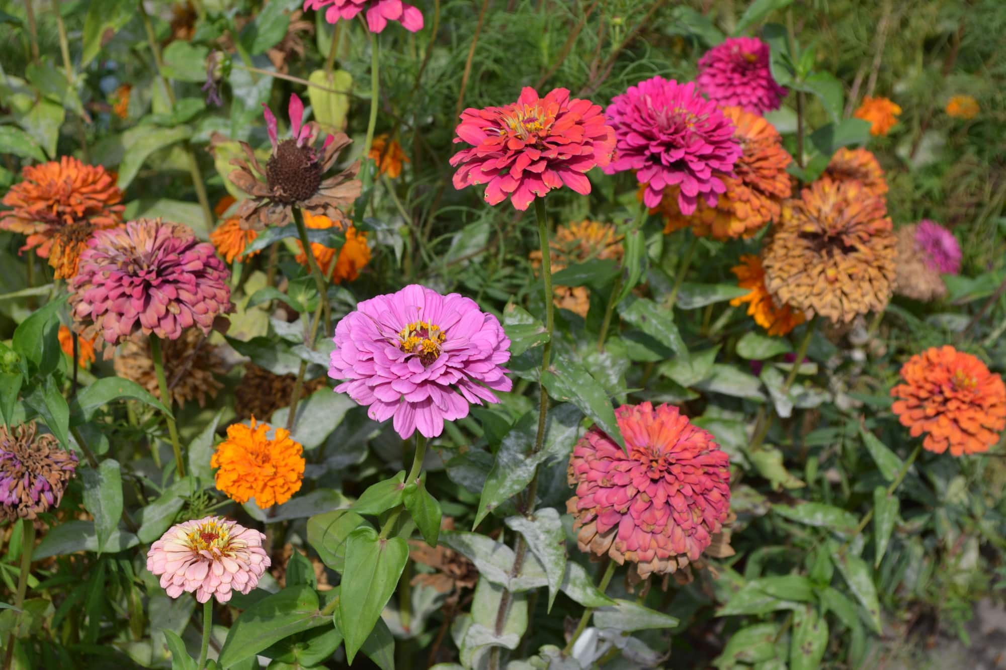 Can Chickens Eat Zinnias