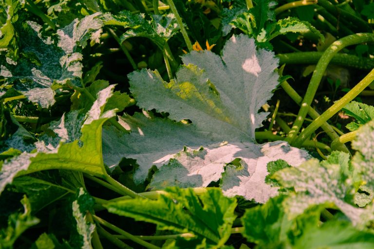 Can Chickens Eat Zucchini Leaves?