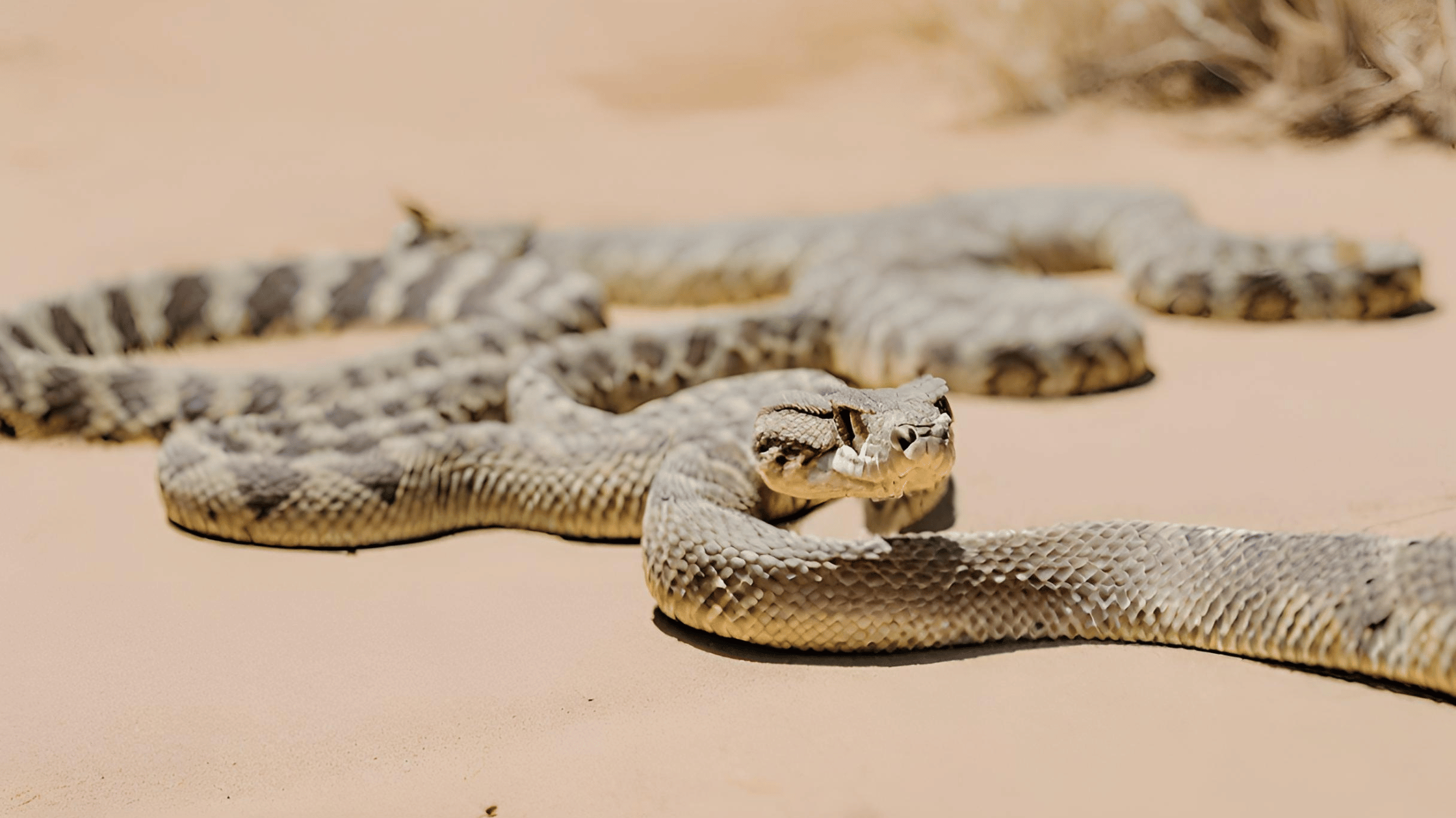 Different Types of Rattlesnakes in New Mexico